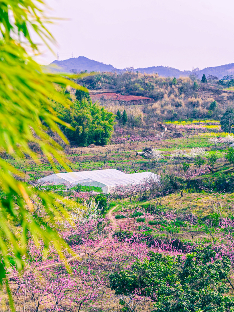 永州德辉景区桃花节3月16日开幕!
