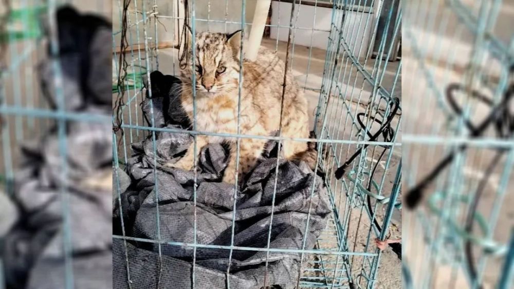 朔州豹猫私闯农户养殖场