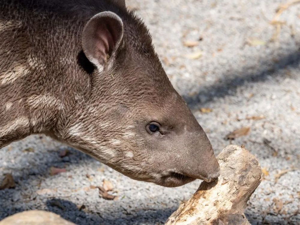 貘宝宝到处嗅嗅只是好奇,切勿随意投喂还要提醒大家的是,南美貘幼崽