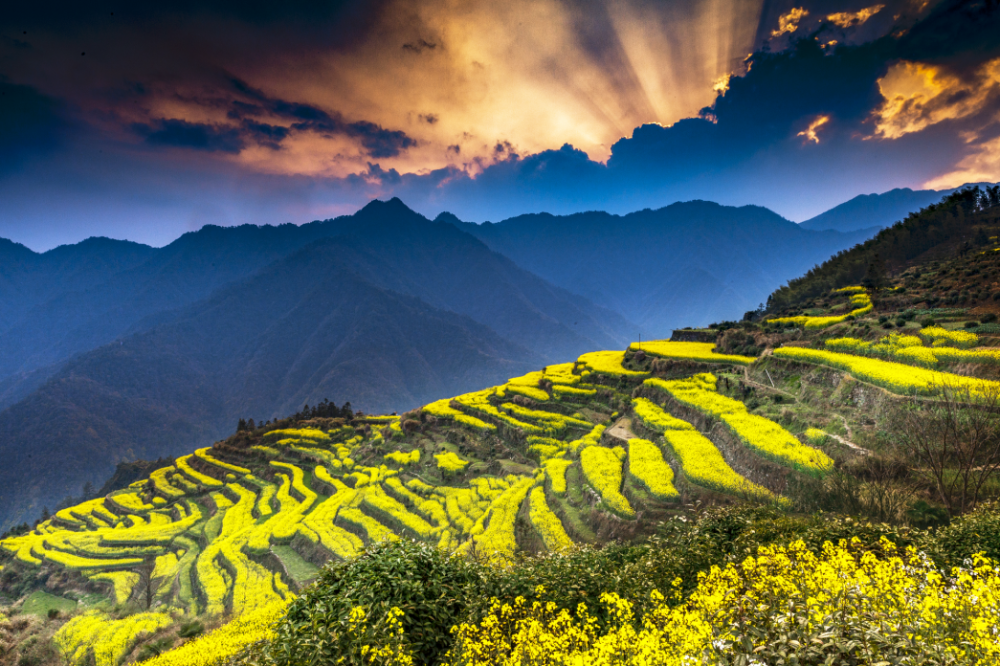 徽州油菜花图片