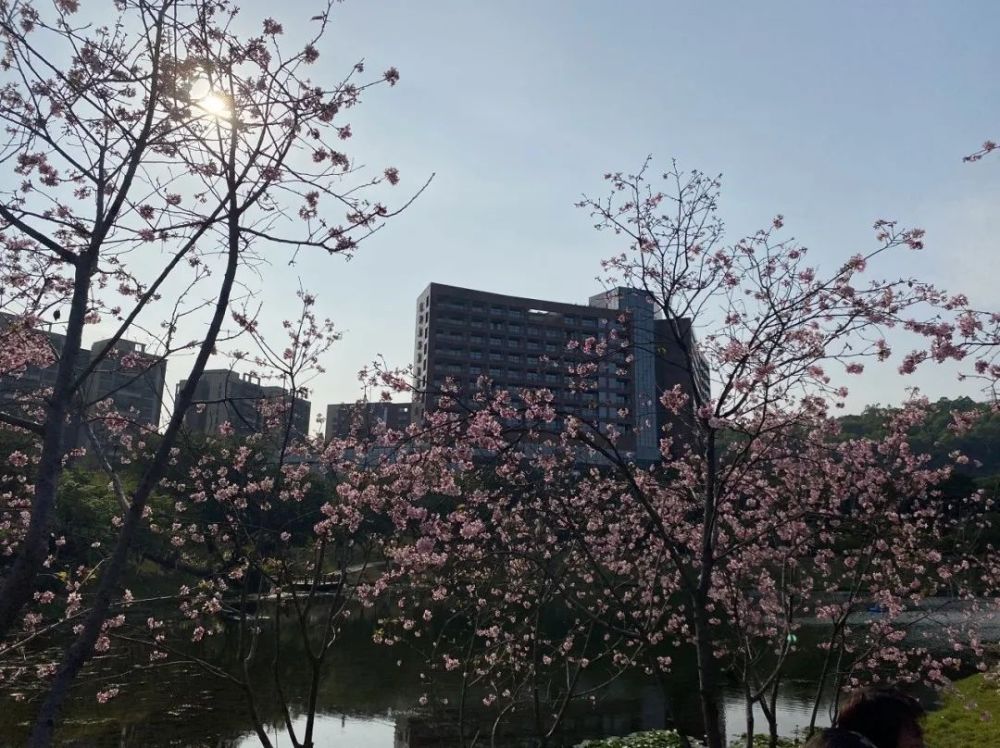 黃埔天氣持續晴好這段時間賞花好去處黃埔區創業公園收藏起來週末出發