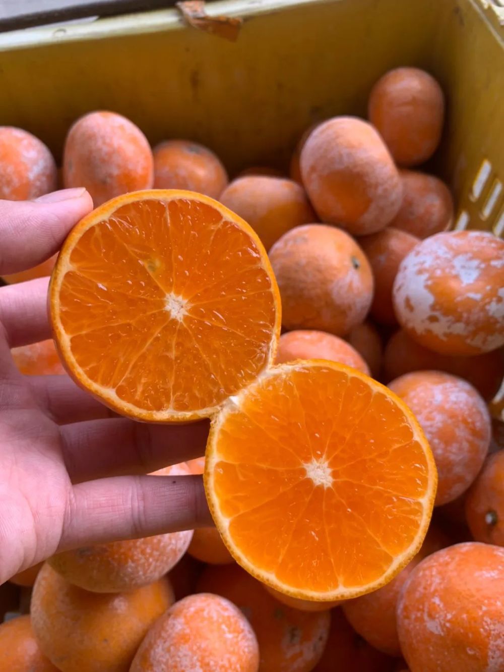 传说中的"脏脏柑"不愧是你,好吃到扶墙,19.9元就能买三斤!_腾讯新闻