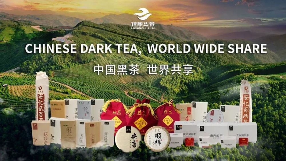 理想华莱走安化黑茶兴农富民发展初心路