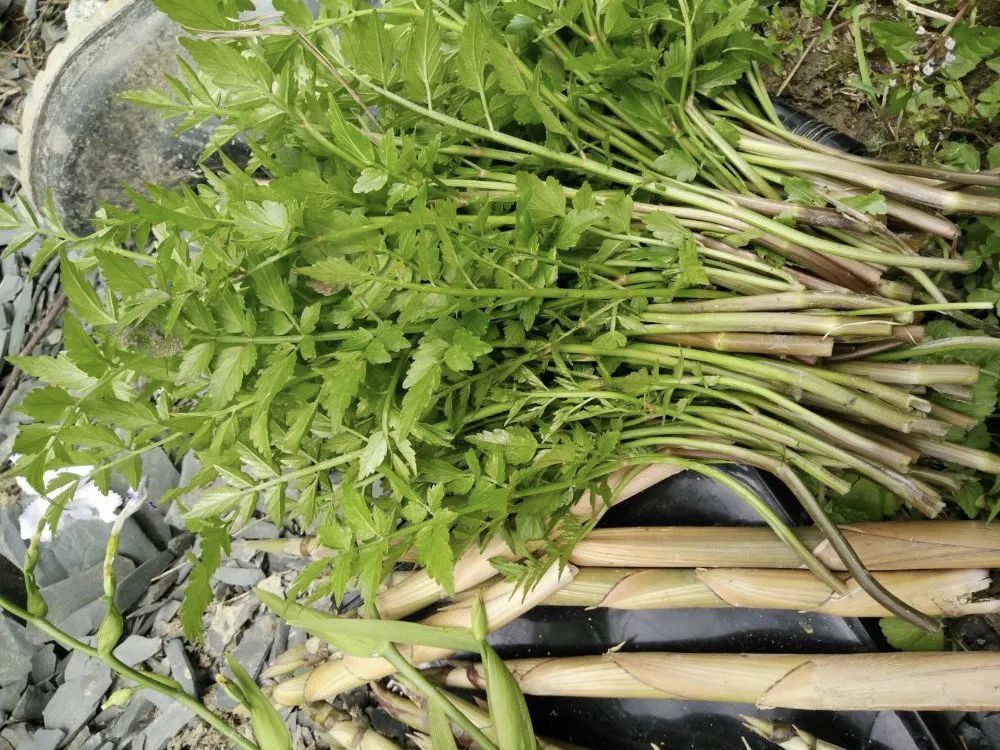 他们以为的美味野菜,可能是"毒菜"!