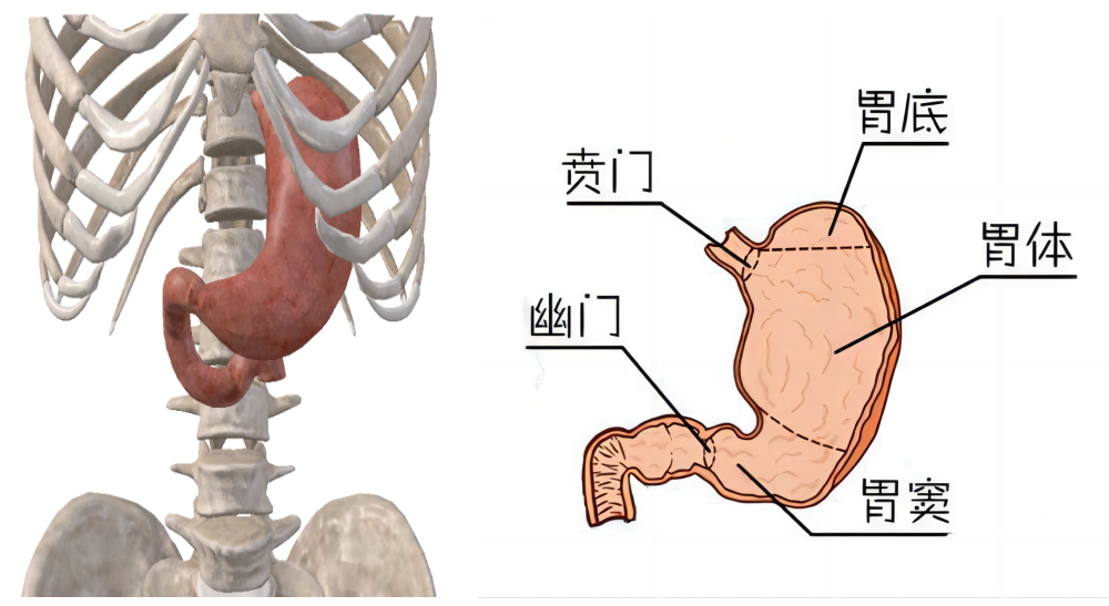還有上下兩彎,較短的上邊是胃小彎,較長的下邊是胃大彎
