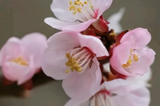 二十句杏花诗词，名花名句，双重之美_腾讯新闻
