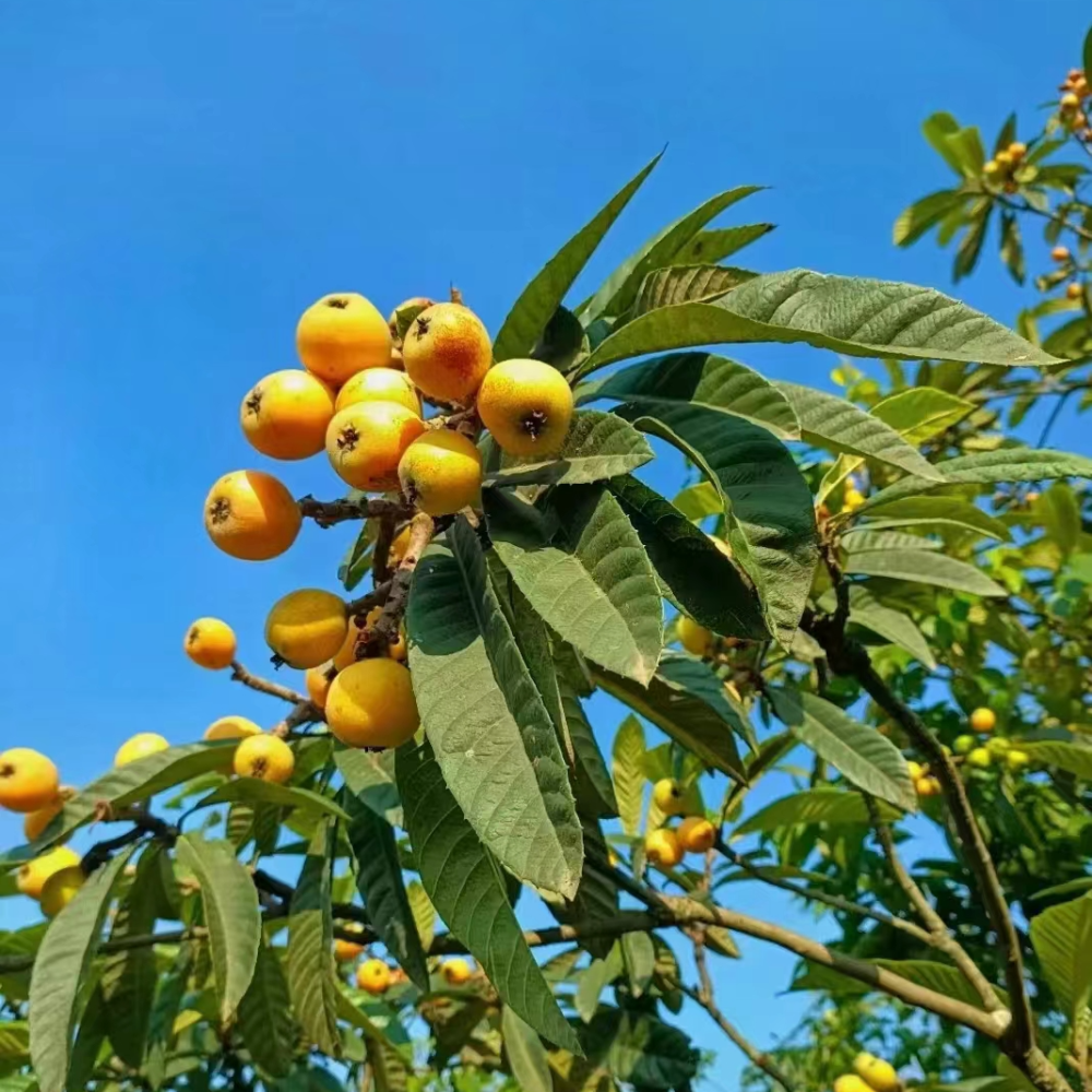 果园枇杷熟啦!来尝尝春天的第一口鲜_腾讯新闻