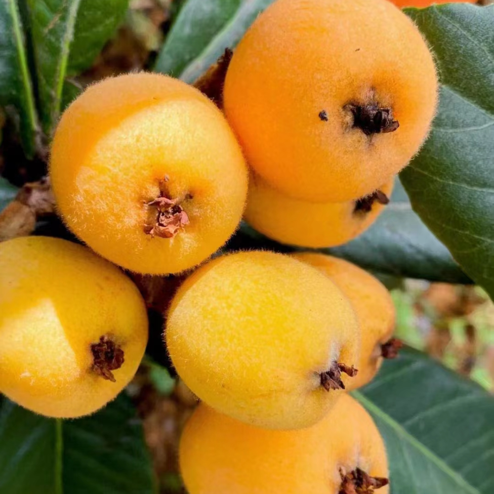 果园枇杷熟啦!来尝尝春天的第一口鲜