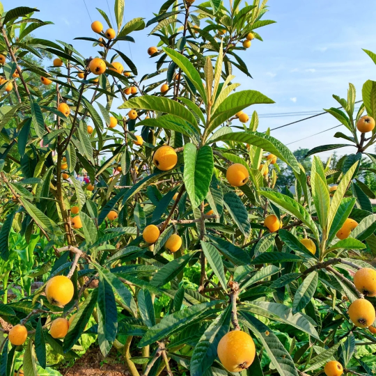 果园枇杷熟啦!来尝尝春天的第一口鲜_腾讯新闻