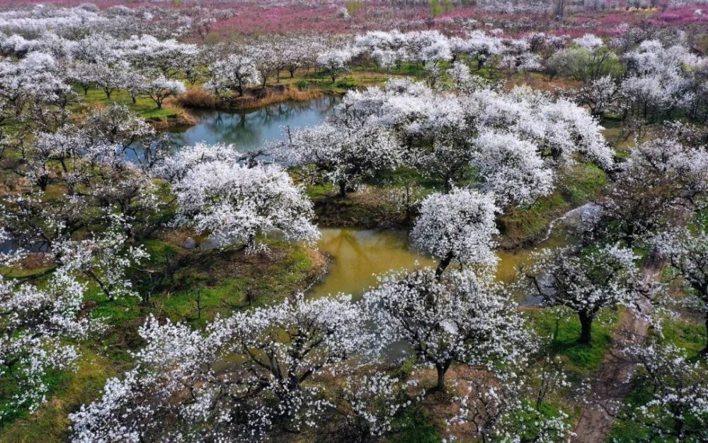 相约安徽向春而行3月24日开幕第28届中国砀山梨花节共安排19项活动