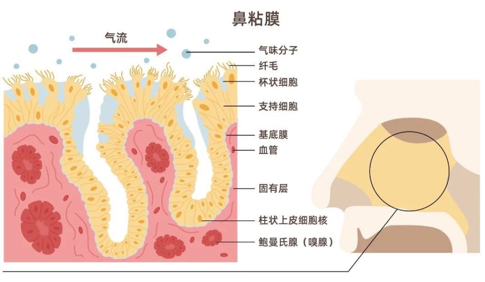 鼻粘膜位置图片图片