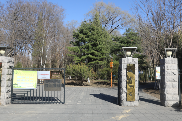 实拍林海雪莲在怀柔城南公园盛开