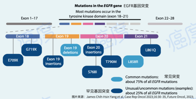egfr基因上比较常见的突变包括19号外显子缺失突变和21号外显子l858r