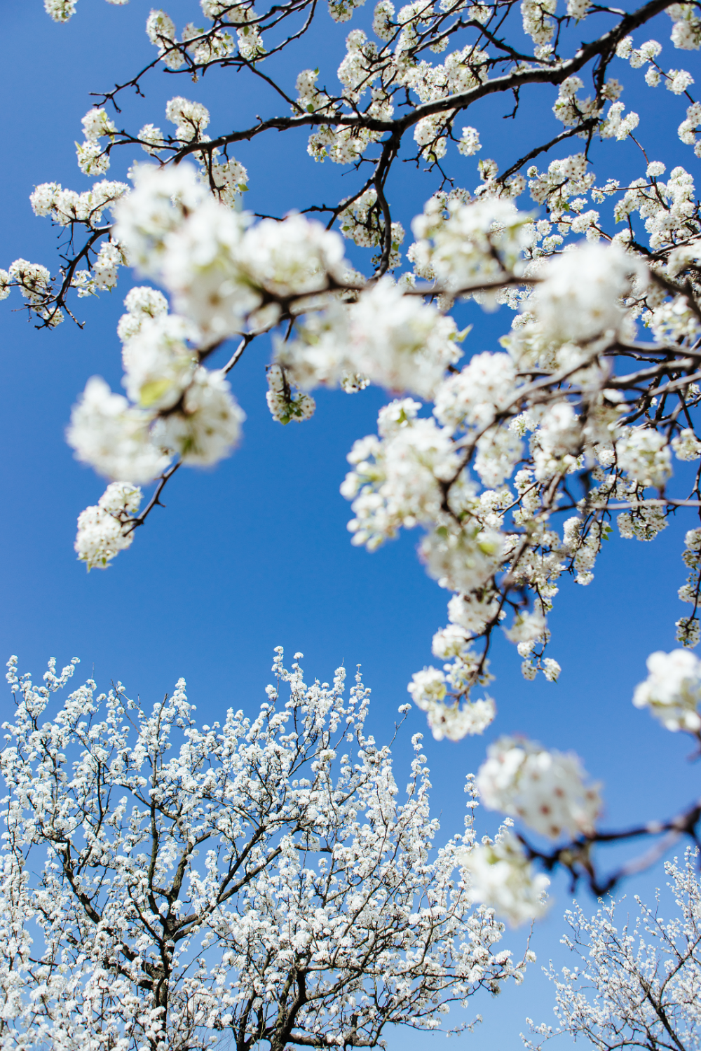 月季园桥头,樱花大道豆梨,梨属落叶乔木,花白色,排列为伞形花序,花后