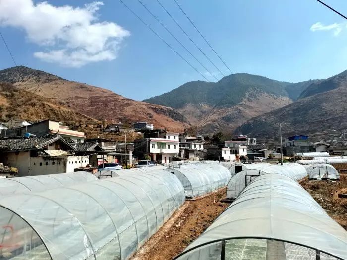 粮烟轮作效益好乡村振兴迈大步