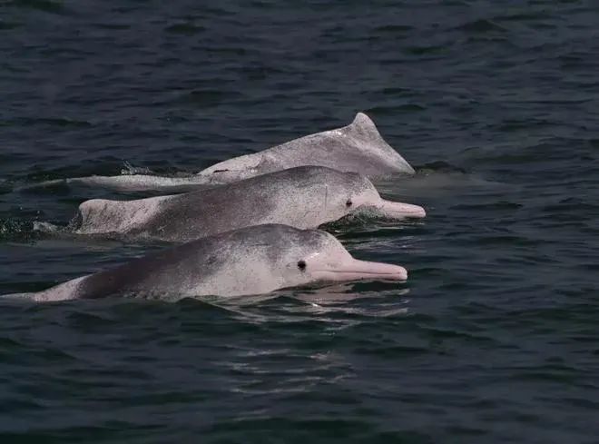 海豚家园一起来钦近海上大熊猫中华白海豚