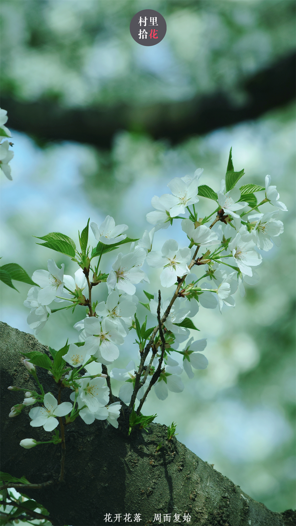 分享春天另一种冷艳的雪白:花叶同开的大岛樱