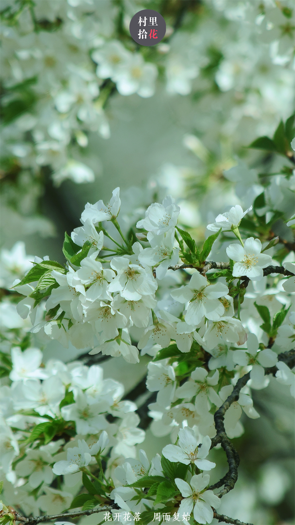 分享春天另一种冷艳的雪白:花叶同开的大岛樱