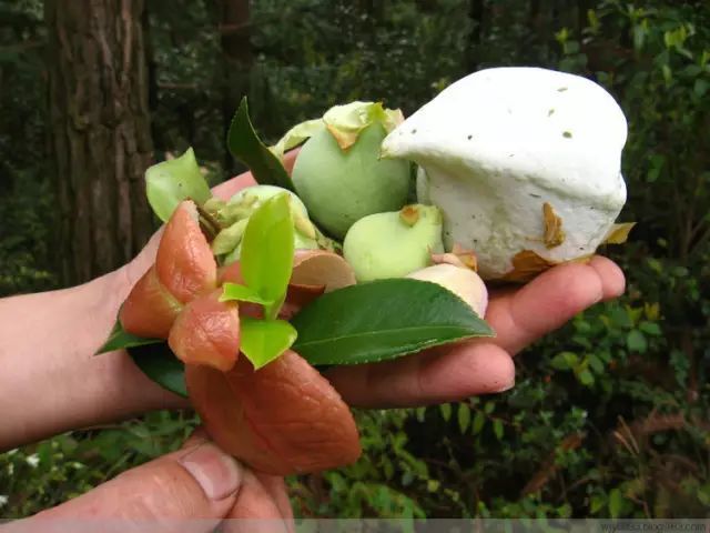 客家地区这种野果,别看它长得"歪瓜裂枣",如今花钱都难买到_腾讯新闻