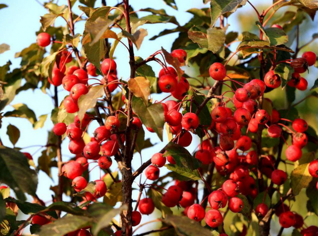 山西有看头|《物产篇》之河曲海红果_腾讯新闻