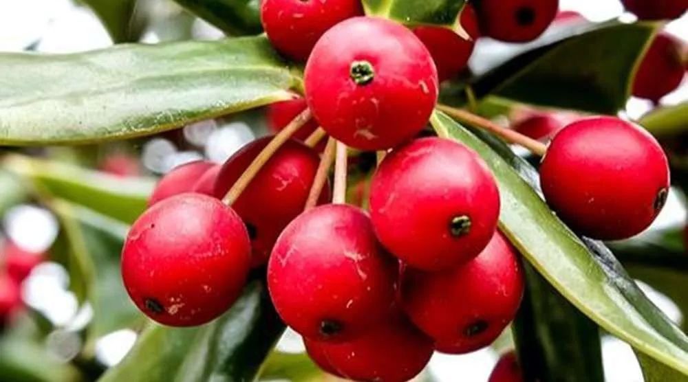 山西有看头|《物产篇》之河曲海红果_腾讯新闻