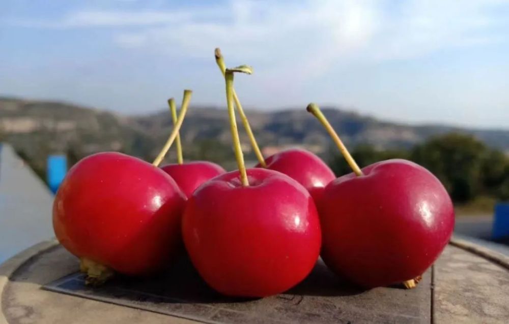 山西有看头|《物产篇》之河曲海红果_腾讯新闻