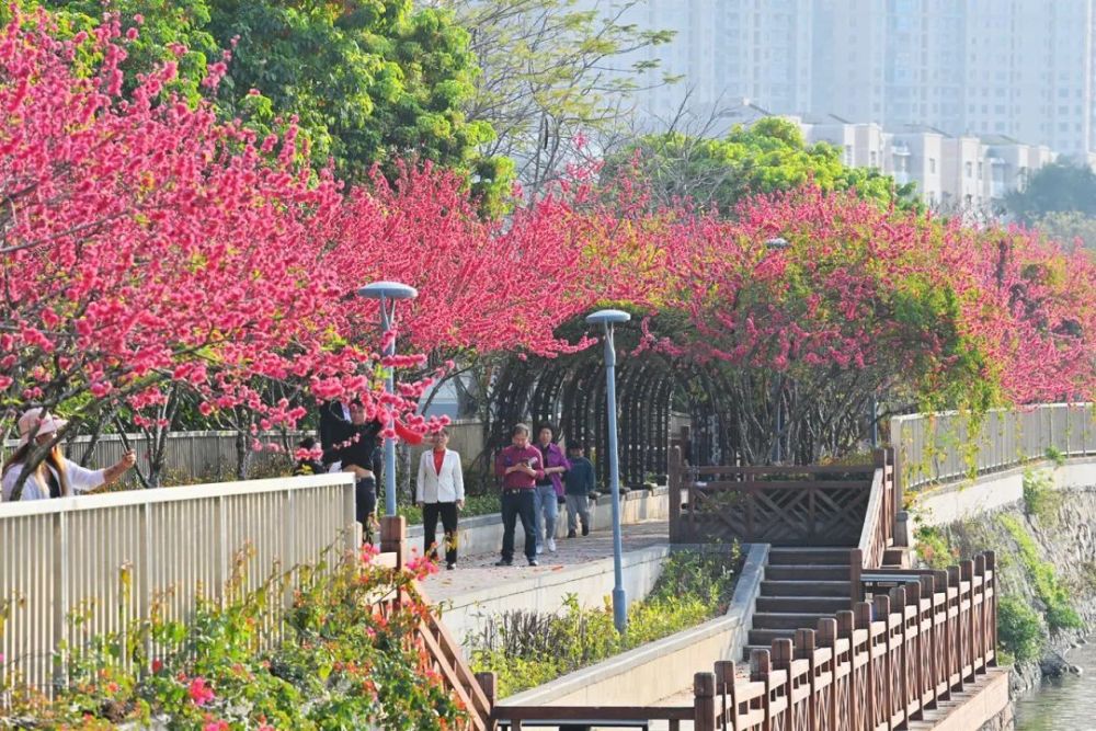 美如画卷,朵朵桃花缀满枝头,陆续迎来了盛花期,南安市柳湖公园的桃花