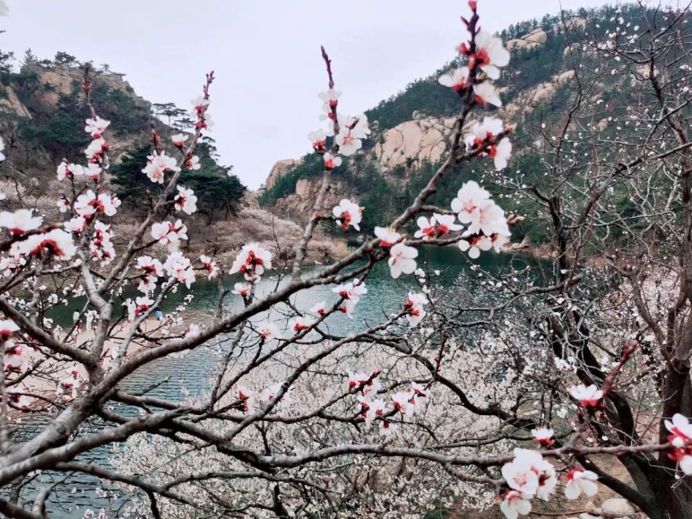 天目琼花（天目琼花图片） 第3张