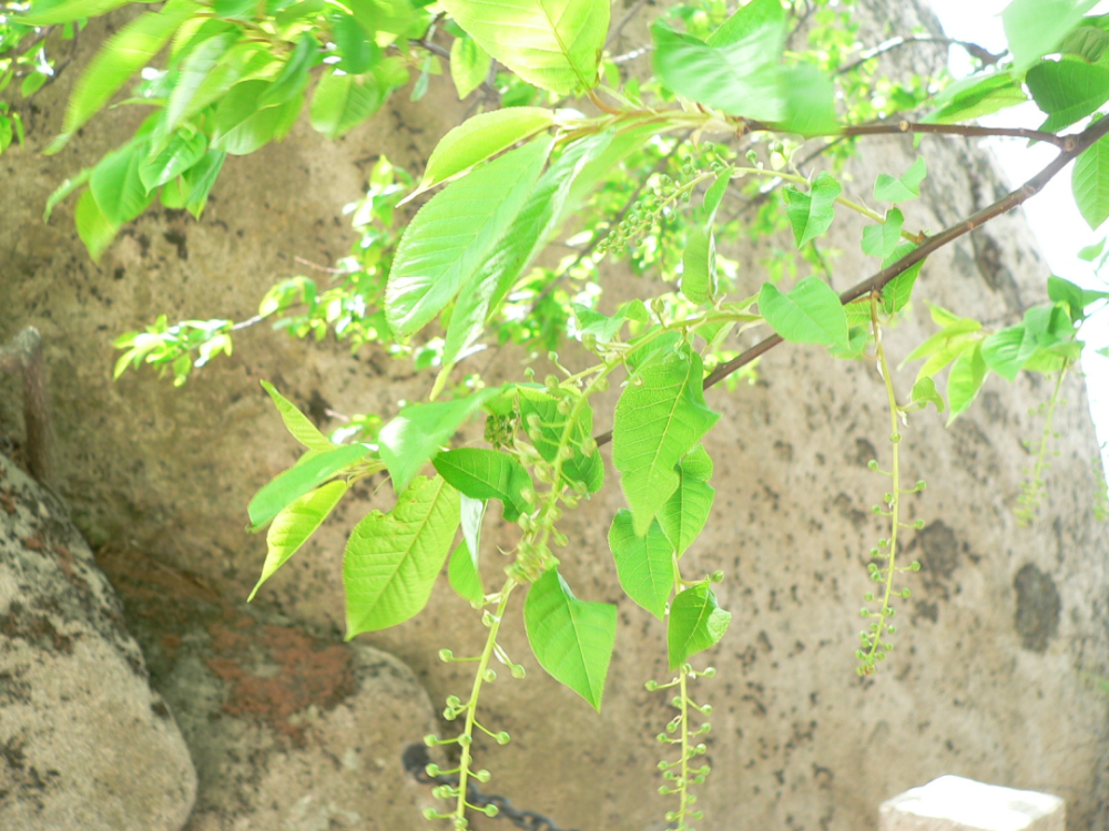 天目琼花（天目琼花图片） 第11张