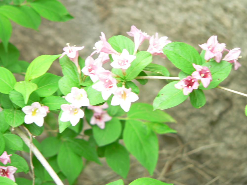 天目琼花（天目琼花图片） 第13张