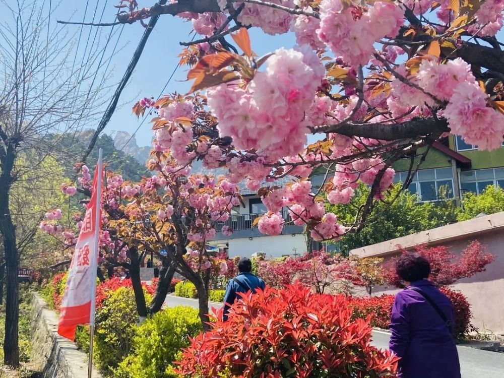 天目琼花（天目琼花图片） 第16张