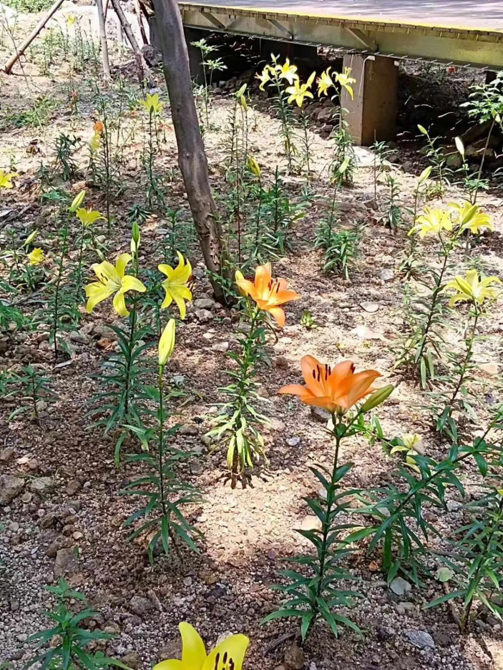 天目琼花（天目琼花图片） 第19张