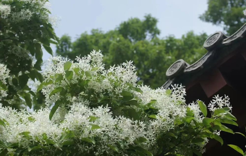 天目琼花（天目琼花图片） 第21张