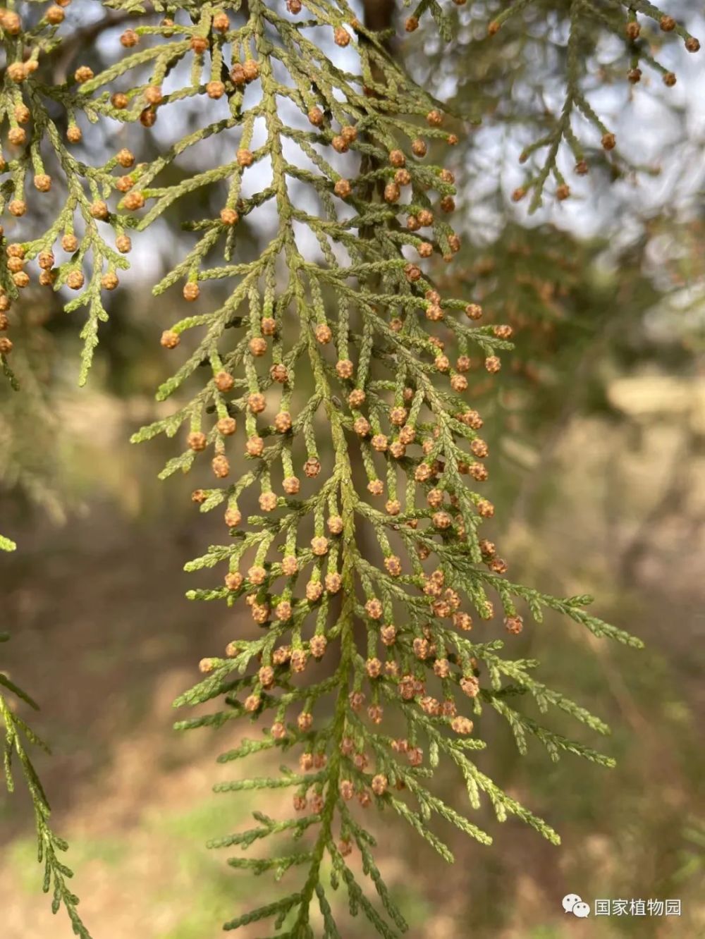 花粉过敏,竟然不是因为花?转发提醒!_腾讯新闻