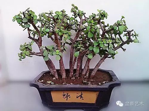 金枝玉叶植物（金枝玉叶植物的寓意与象征意义）