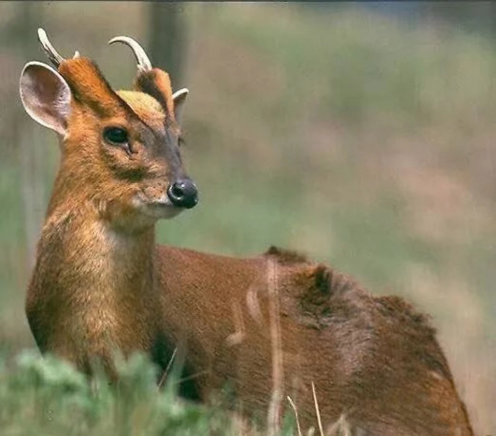 遂昌野生动物档案|呆萌小"精灵"黄麂:给大家表演个绝活,舌尖舔眼角
