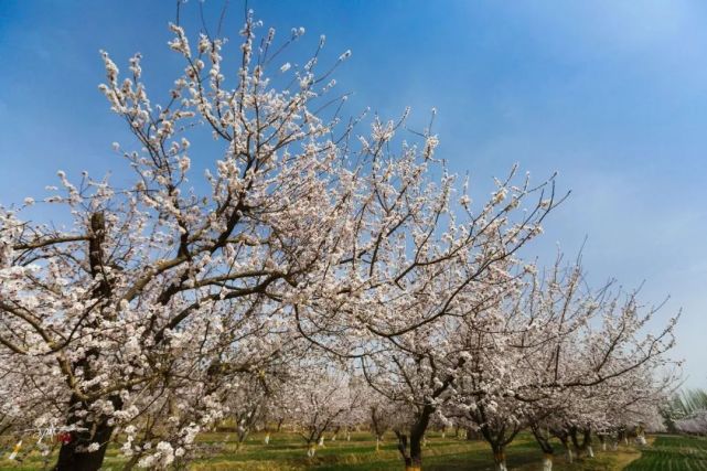 春风十里杏花香杏花村里杏花开"杏"好有你邂逅轮台春暖花开阳春三月白