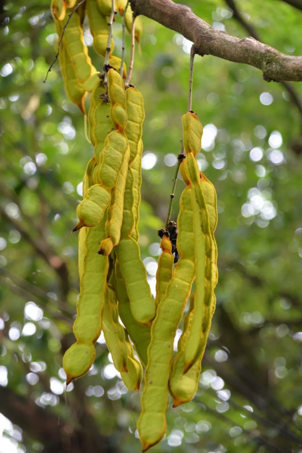禾雀花开为谁忙?丨花颜鸟语_腾讯新闻