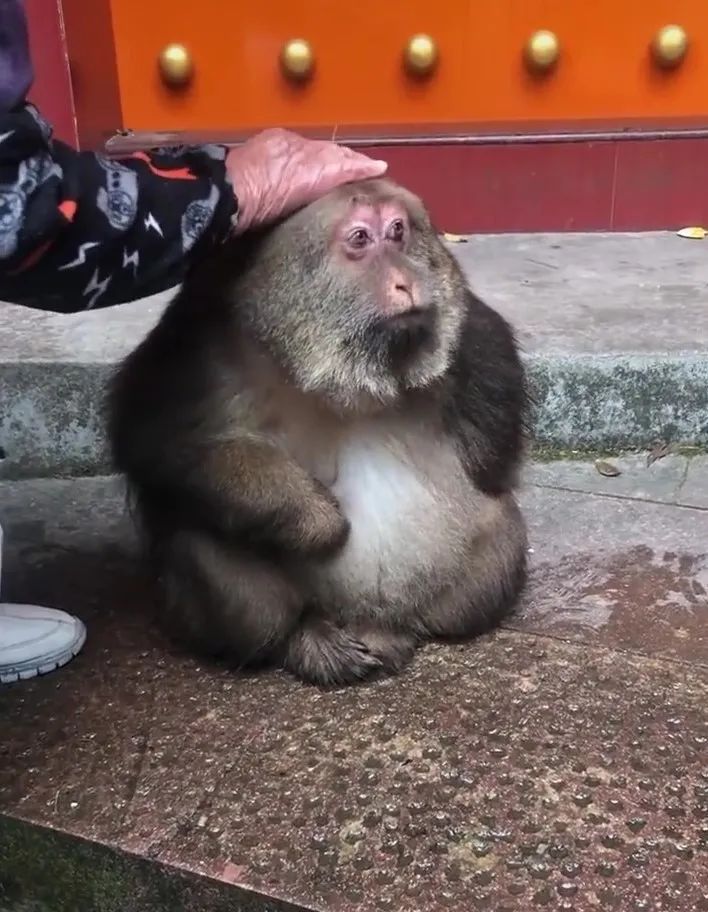 師太收留獨臂猴十餘載它長得慈眉善目對流浪貓也充滿溫柔