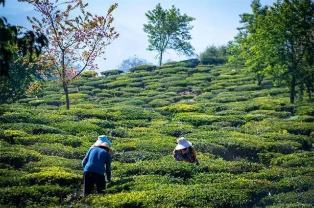 山中萬畝茶園青翠欲滴春天四季雲霧繚繞,風光旖旎巍峨蒼翠,群峰連綿