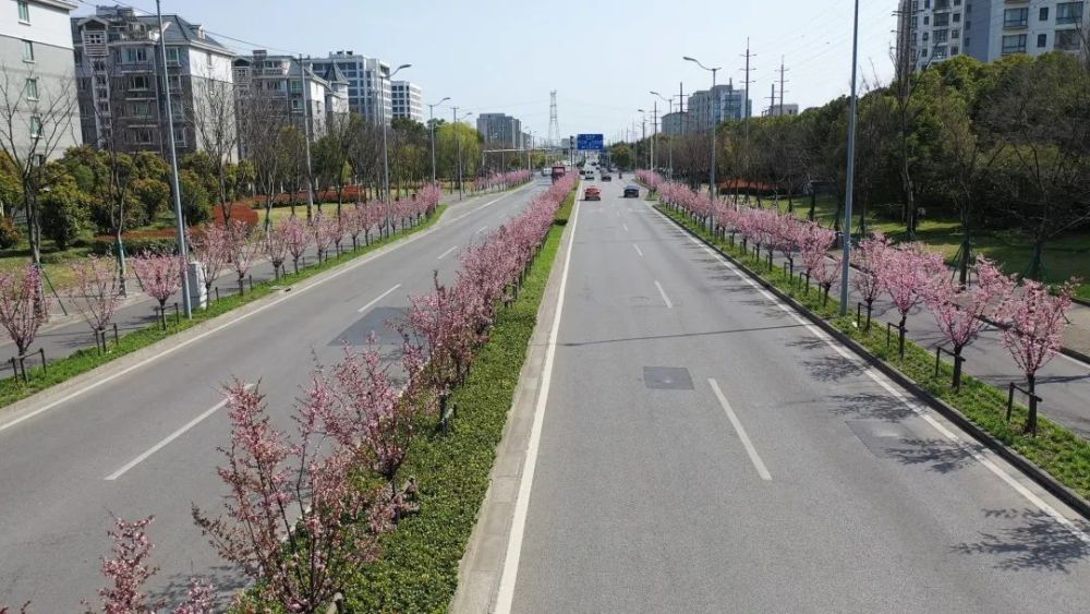 在铁山路上,粉白繁密的美人梅主要种植在机非隔离带和中央隔离带的