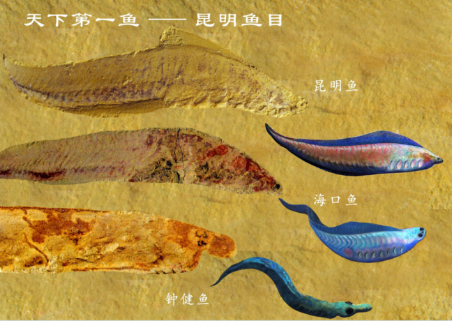 它不仅具有可信的脊索构造,人字形肌节,肛后尾,更诞生了脊椎骨,头脑眼