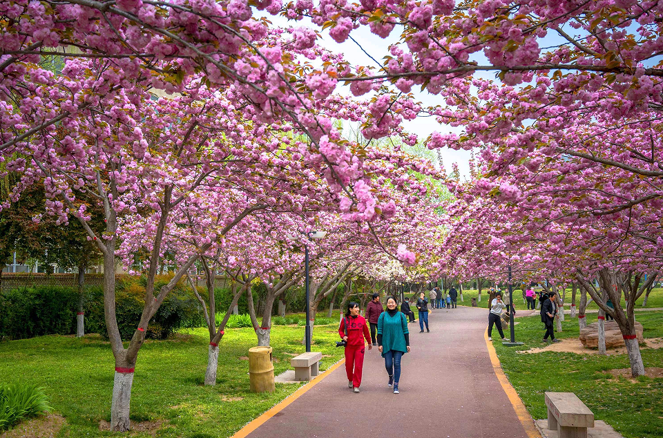 北镇大芦花樱花节图片