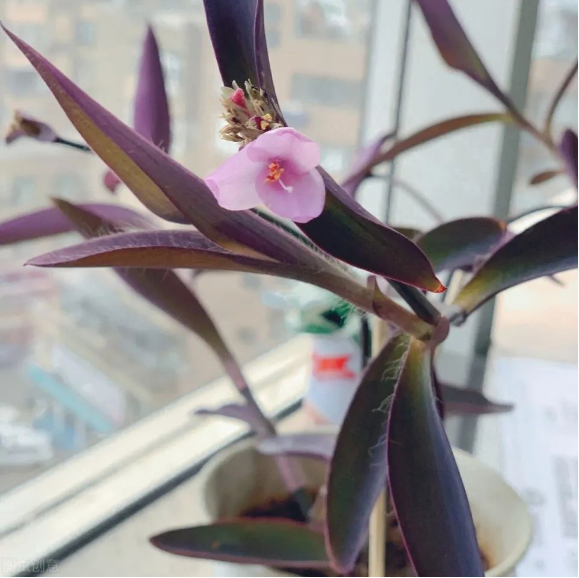 紫竹梅为什么不能种家里(紫竹梅放在家里的风水怎么样)