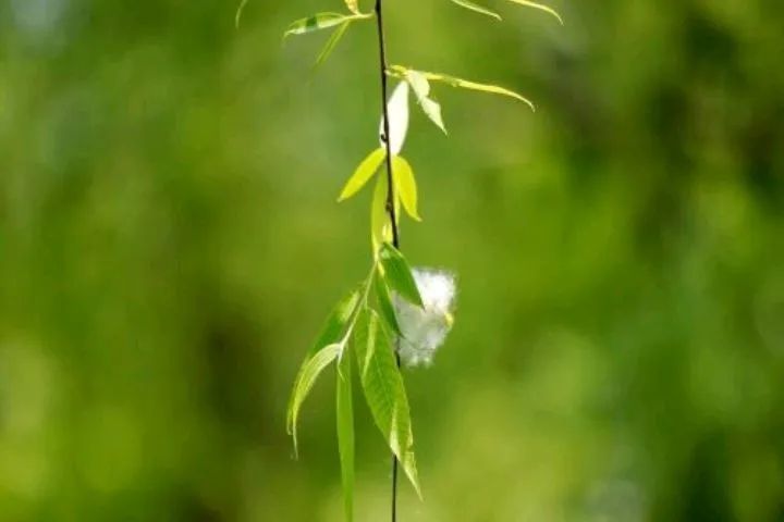 干货满满（借问行人归不归）杨柳折尽花飞尽借问行人归不归 第8张