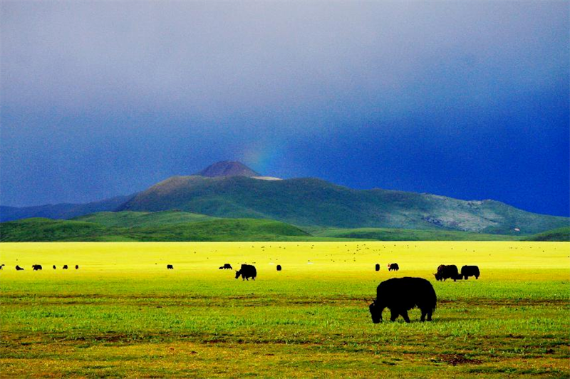 嘎嘎声此起彼伏金马草原的这群小家伙回家了