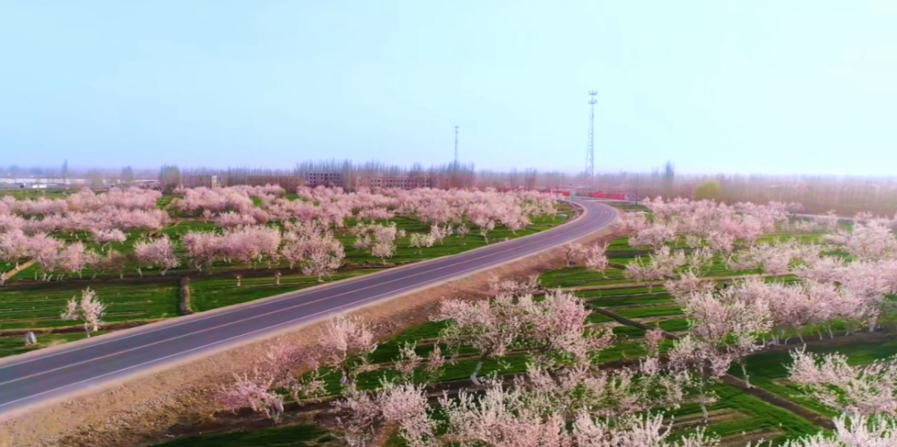花开正好本周六英吉沙县杏花节邀您来赏