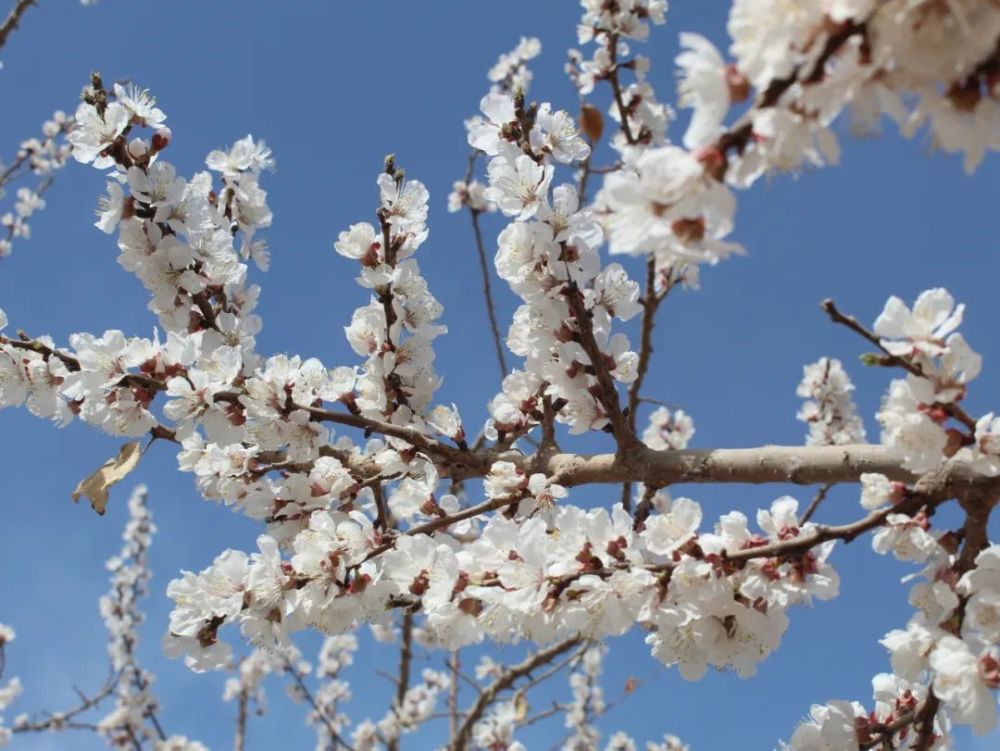 花开正好本周六英吉沙县杏花节邀您来赏