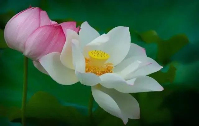 佛教用莲花当圣物,为何不用荷花呢?二者有什么区别?