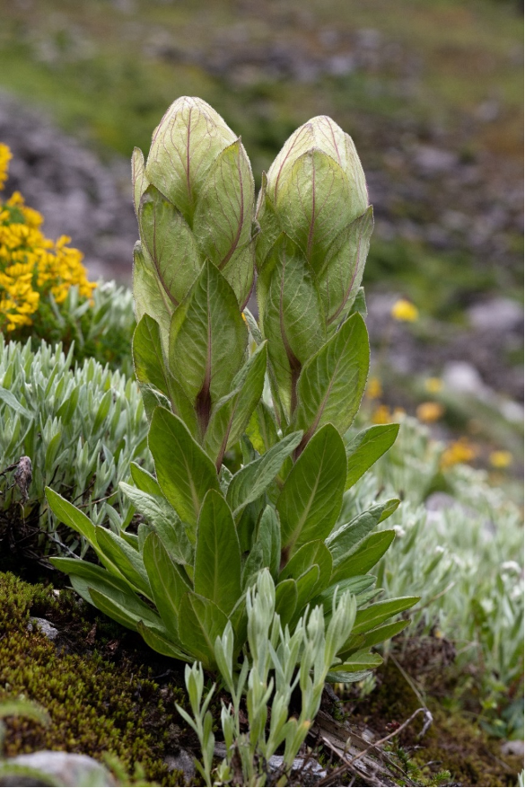 你买的这种"仙草",连植物学家采集标本时都舍不得碰!